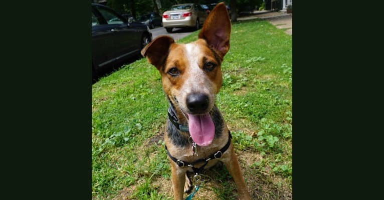 Brizzy, an Australian Cattle Dog and Welsh Terrier mix tested with EmbarkVet.com