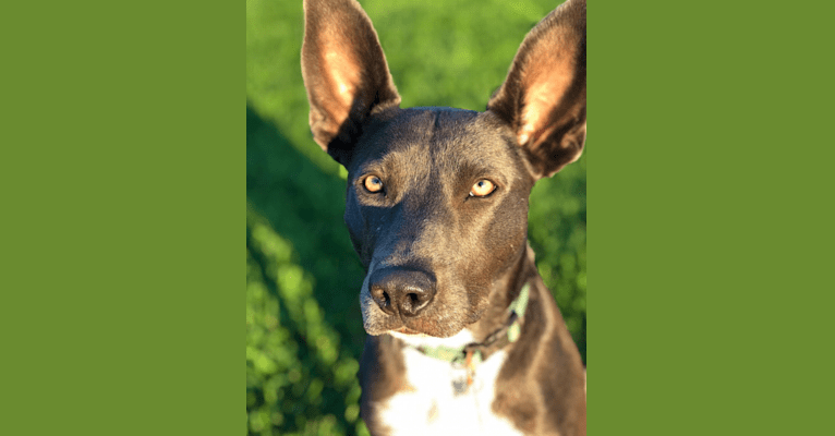 Photo of Zia, a Border Collie, American Bully, German Shepherd Dog, and Labrador Retriever mix in Roswell, New Mexico, USA