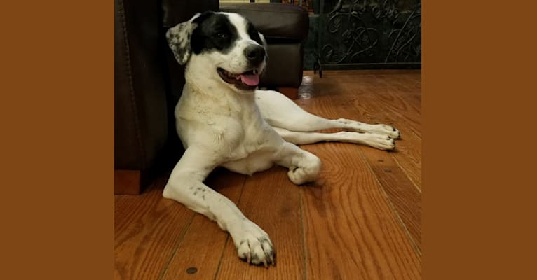 Domino, a Great Pyrenees and Brittany mix tested with EmbarkVet.com