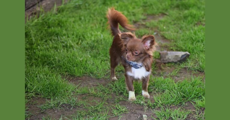 Czarina, a Chihuahua tested with EmbarkVet.com