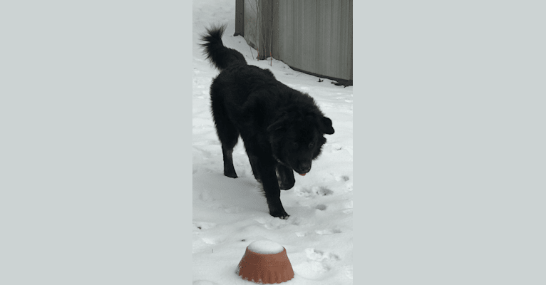 Aspen’s Jupiter King of the Gods Niro von Harpo, an Alaskan Malamute and German Shepherd Dog mix tested with EmbarkVet.com