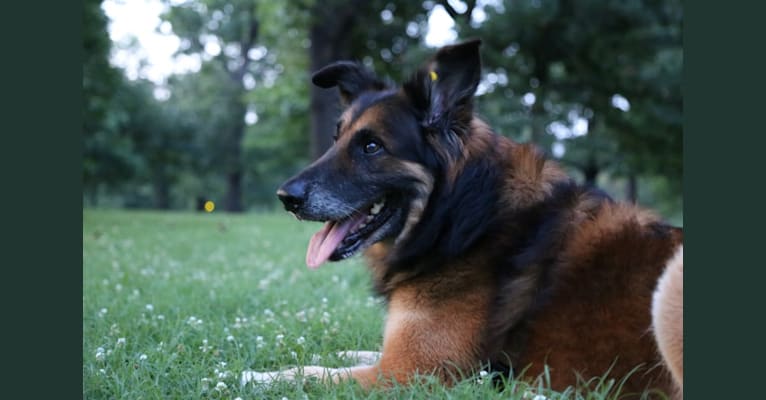 Viktor, a Dutch Shepherd and German Shepherd Dog mix tested with EmbarkVet.com