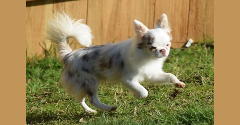 Spenser, a Chihuahua tested with EmbarkVet.com