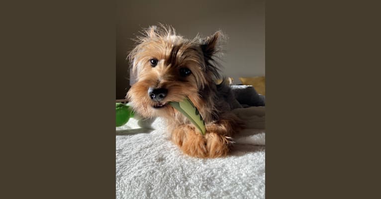 Bentley, a Chorkie tested with EmbarkVet.com