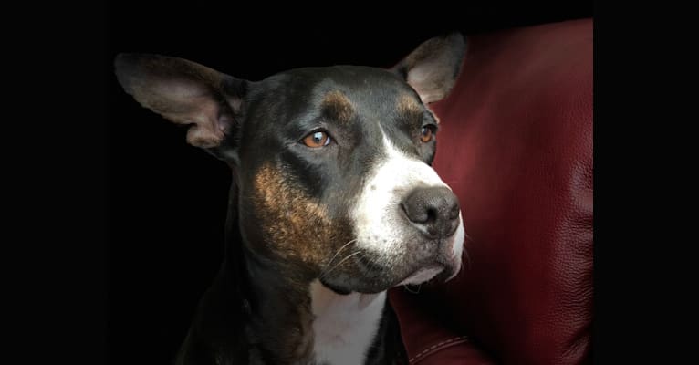 Jelly, an American Staffordshire Terrier and Boxer mix tested with EmbarkVet.com
