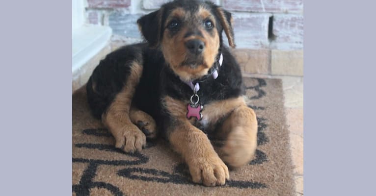Sadie, an Airedale Terrier tested with EmbarkVet.com