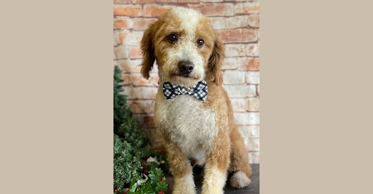 Simba, a Poodle (Small) and Golden Retriever mix tested with EmbarkVet.com