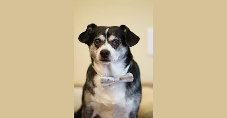 Jackson, a Chihuahua and Rat Terrier mix tested with EmbarkVet.com