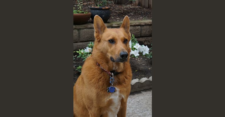 Bodie, an Australian Cattle Dog and Chow Chow mix tested with EmbarkVet.com
