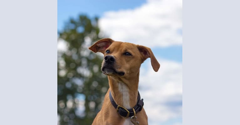 Poodle, a Mountain Cur and Boxer mix tested with EmbarkVet.com