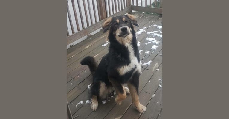 Athena, an Alaskan Malamute and Bernese Mountain Dog mix tested with EmbarkVet.com