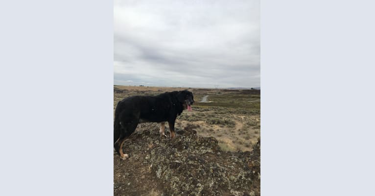 Rudi, a Golden Retriever and German Shepherd Dog mix tested with EmbarkVet.com