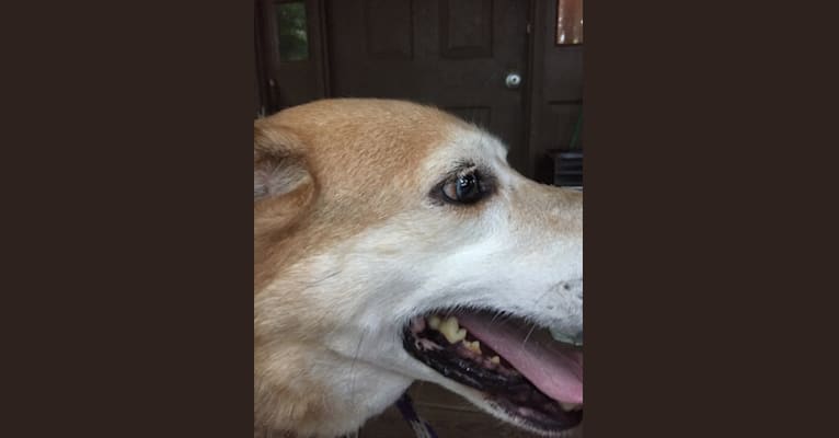 Gage, a Siberian Husky and Beagle mix tested with EmbarkVet.com