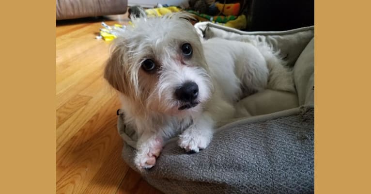 Higgie, a Maltese and Poodle (Small) mix tested with EmbarkVet.com