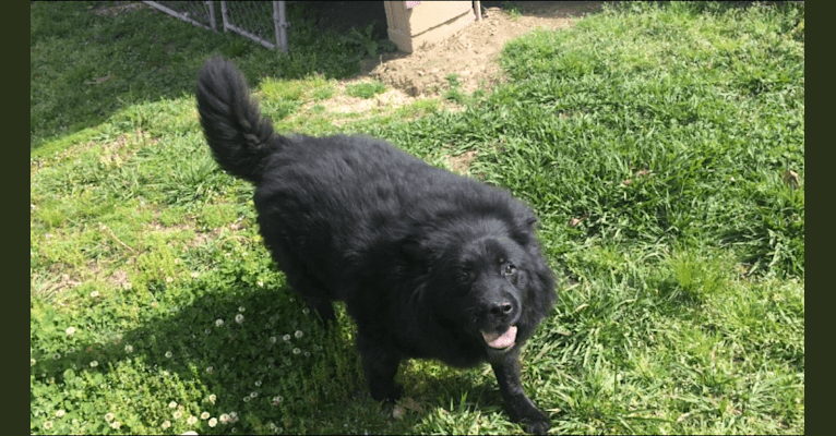 Hudson, a Chow Chow and German Shepherd Dog mix tested with EmbarkVet.com