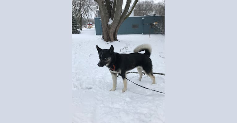 Smokey, a Siberian Husky tested with EmbarkVet.com