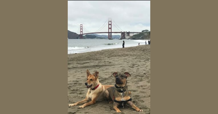 Photo of Bodhi, an American Pit Bull Terrier, American Bulldog, German Shepherd Dog, and American Staffordshire Terrier mix in Sacramento, California, USA