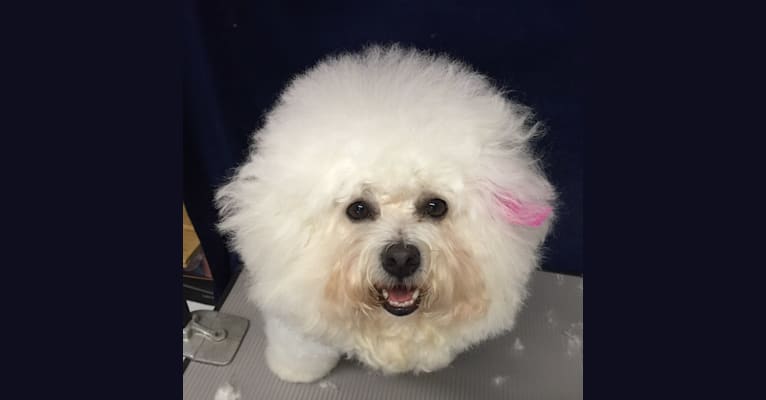 Georgia Caroline, a Bichon Frise tested with EmbarkVet.com