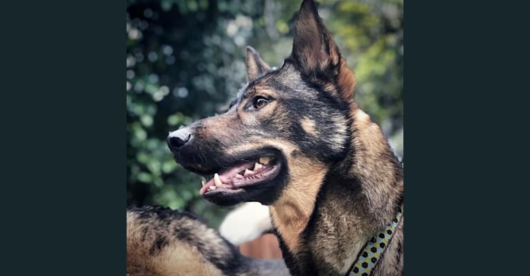 Sebastian, a German Shepherd Dog and Siberian Husky mix tested with EmbarkVet.com