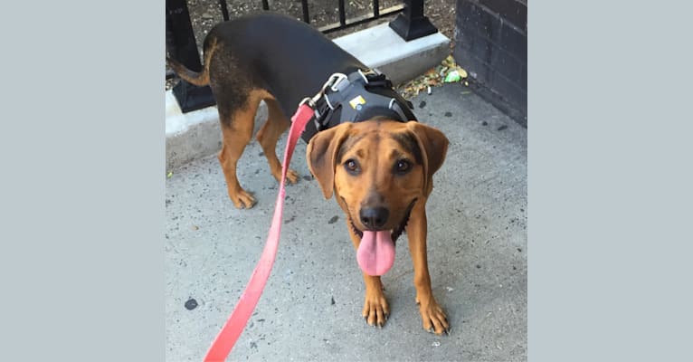 Harley, a Redbone Coonhound and Chinese Shar-Pei mix tested with EmbarkVet.com