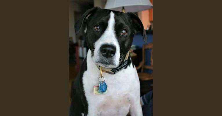 Embark Dog DNA Test Breed