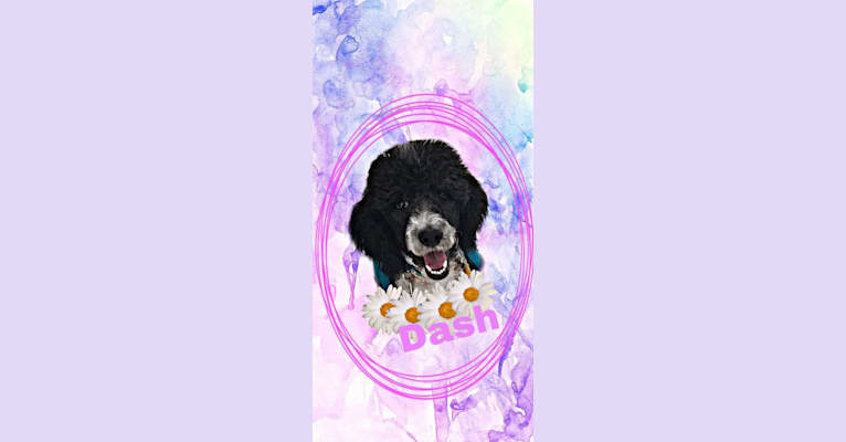 Dash, a Poodle (Standard) tested with EmbarkVet.com