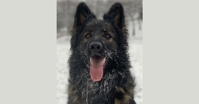 Cora, a German Shepherd Dog tested with EmbarkVet.com