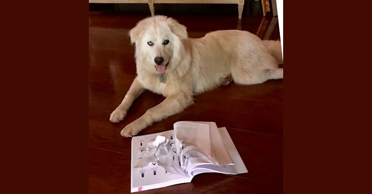 Pearl, a Great Pyrenees and Siberian Husky mix tested with EmbarkVet.com