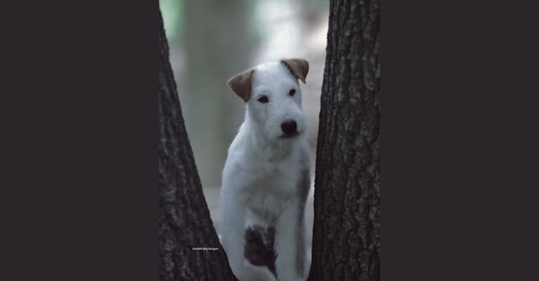 Photo of Romeo, a Russell-type Terrier  in El Cajon, CA, USA