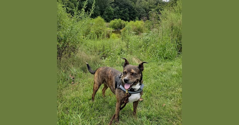 Carmela, a Boston Terrier and Mountain Cur mix tested with EmbarkVet.com