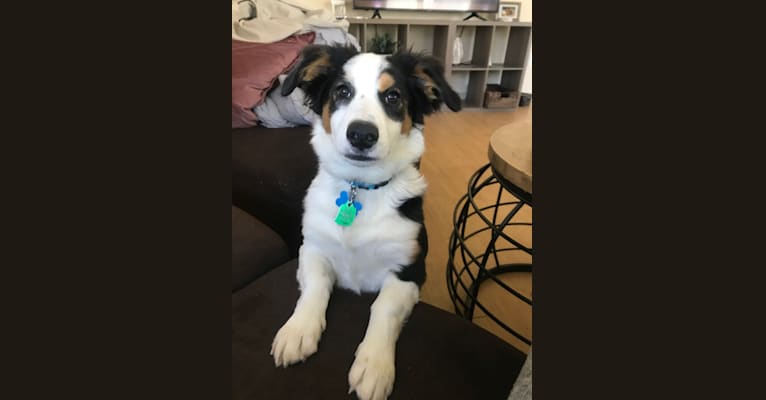 Bentley, a Chihuahua and Australian Cattle Dog mix tested with EmbarkVet.com
