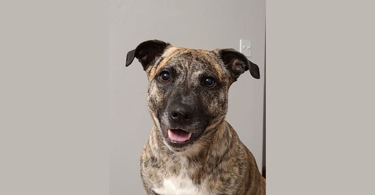 Daisy, an American Pit Bull Terrier and Australian Cattle Dog mix tested with EmbarkVet.com