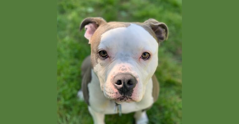 Photo of Ozzy Drake, an American Pit Bull Terrier and American Staffordshire Terrier mix in Connecticut, USA