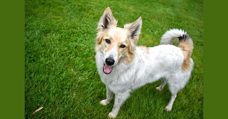 Nader, a West Asian Village Dog tested with EmbarkVet.com