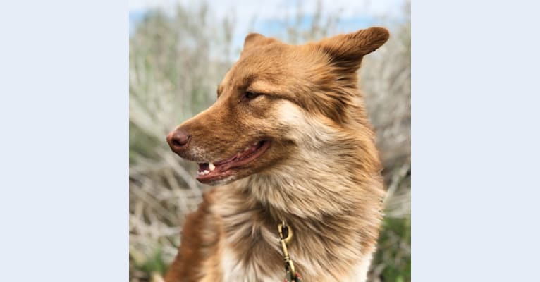 Belgian malinois cross shop