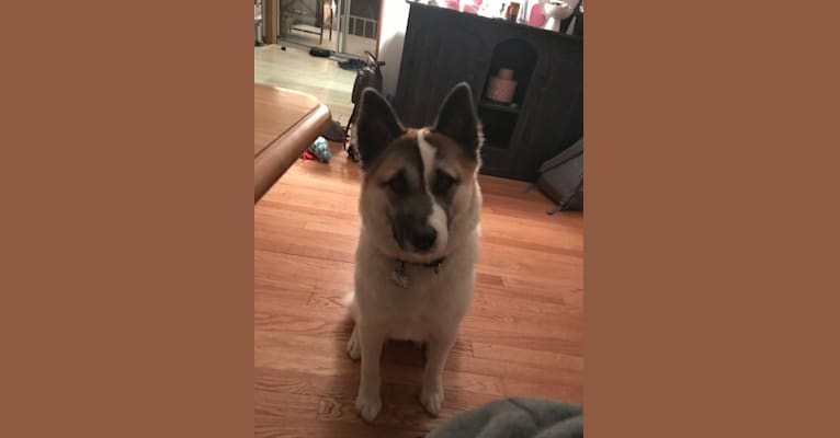 Maia, an Akita and Norwegian Elkhound mix tested with EmbarkVet.com