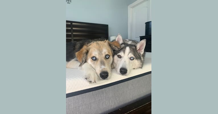 Tyson, a Golden Retriever and Siberian Husky mix tested with EmbarkVet.com