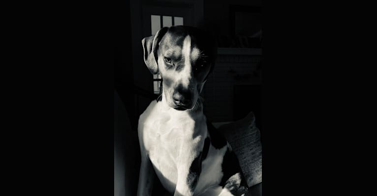 Photo of Maeve, a Treeing Walker Coonhound, American Pit Bull Terrier, and American Staffordshire Terrier mix in South Carolina, USA