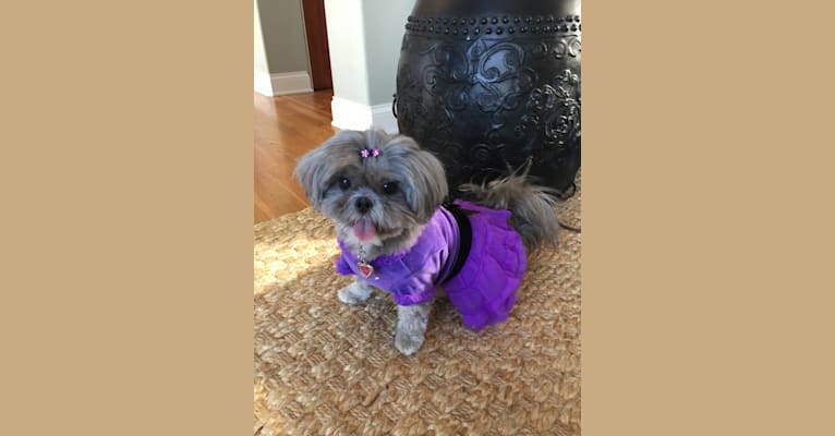 Photo of Lulu, a Shih Tzu and Yorkshire Terrier mix in El Monte, California, USA