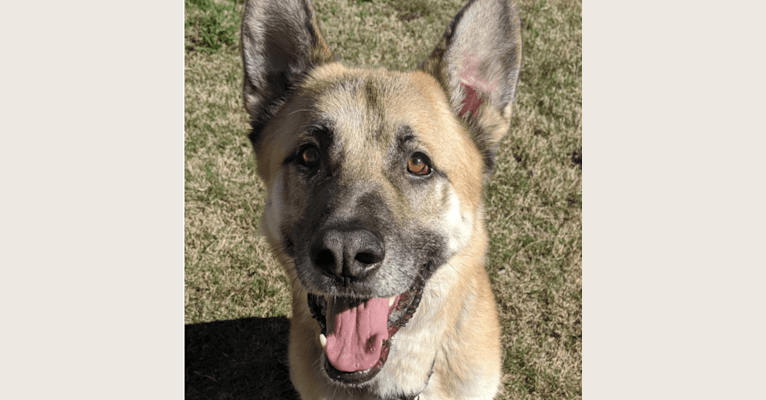 Jamie, a German Shepherd Dog tested with EmbarkVet.com
