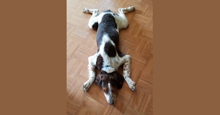Brittany spaniel german shorthair hot sale mix