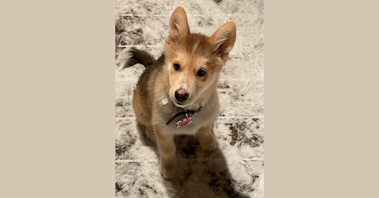 Photo of Bella, an Alaskan Malamute, Siberian Husky, German Shepherd Dog, and Mixed mix in Newfoundland and Labrador, Canada
