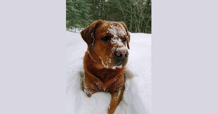 Rhue, a Labrador Retriever tested with EmbarkVet.com