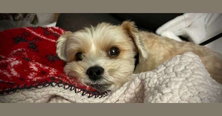 Photo of Toby, a Yorkshire Terrier, Poodle (Small), and Lhasa Apso mix
