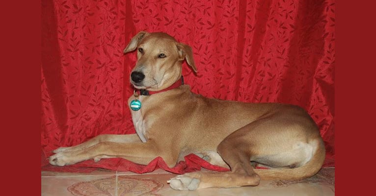 Bona, an Arabian Village Dog tested with EmbarkVet.com