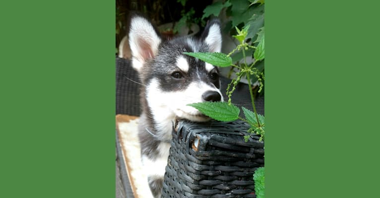 Pomsky Bandits Bandit, a Pomeranian and Siberian Husky mix tested with EmbarkVet.com