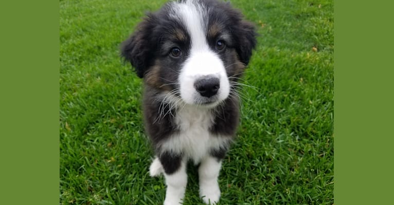 Gibson, an English Shepherd and Australian Shepherd mix tested with EmbarkVet.com