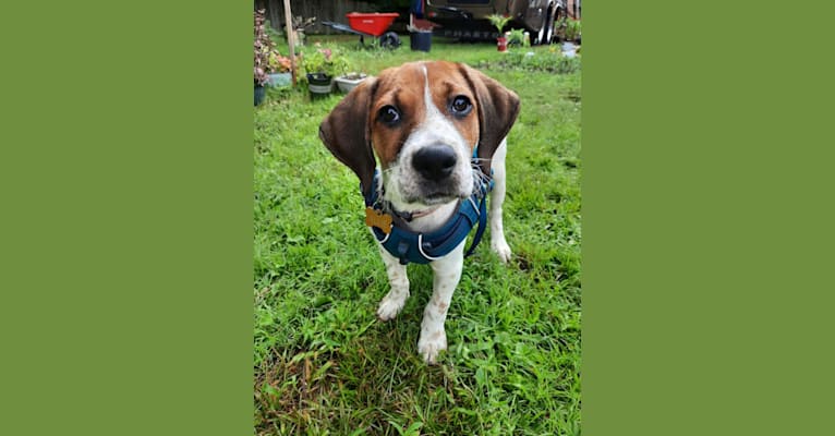 Allie, a Bluetick Coonhound and Cane Corso mix tested with EmbarkVet.com