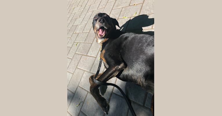 Gia, a Rottweiler and English Springer Spaniel mix tested with EmbarkVet.com
