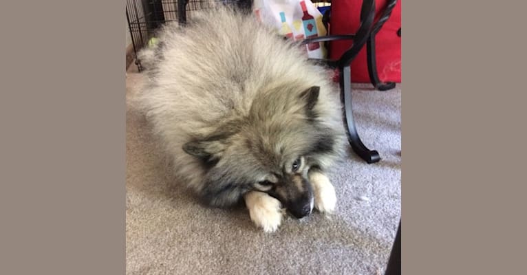 Keisha, a Keeshond tested with EmbarkVet.com